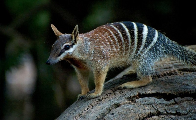 Сумчатый муравьед или намбат