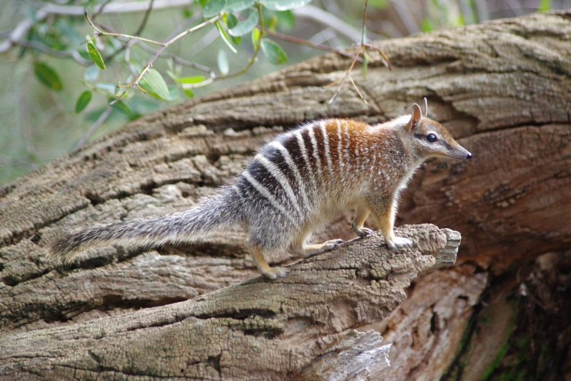 Сумчатый муравьед австралийский