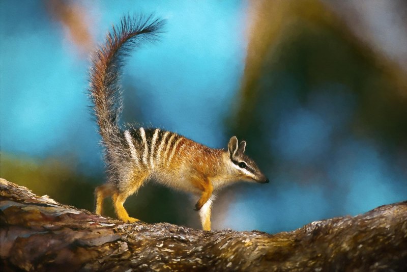 Намбат животное Австралии