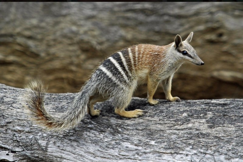 Сумчатый намбат