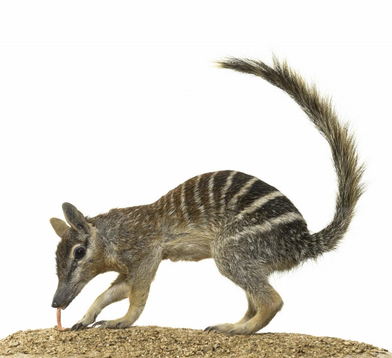 Сумчатый Австралии 6 букв н.м.. .