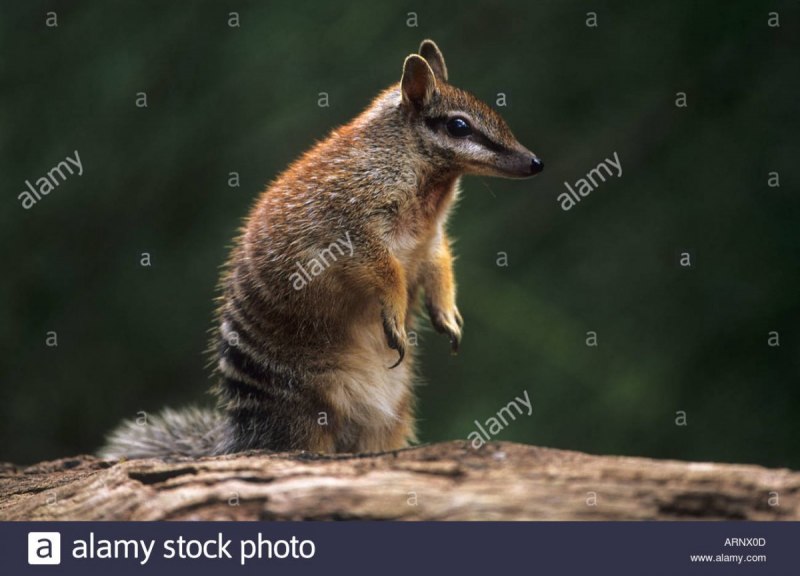 Сумчатый муравьед с детенышем