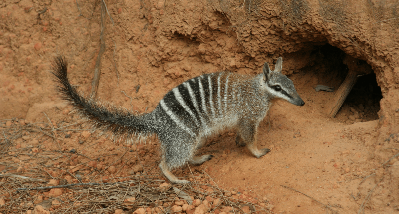 Сумчатый муравей Намбад