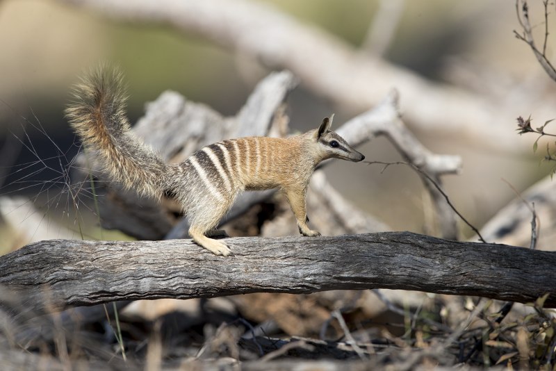 Намбат детеныш