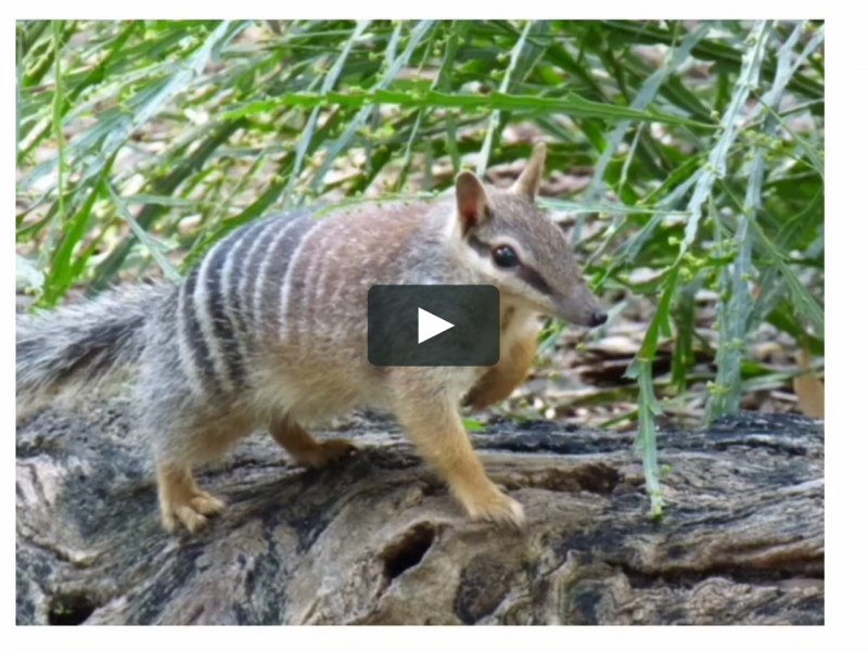 Сумчатый муравьед и обычный