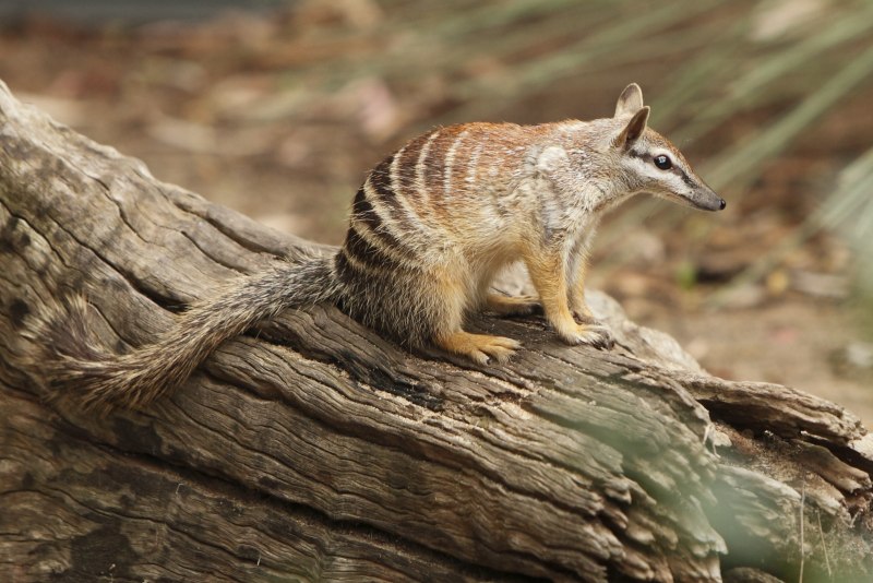 Можно и намбат (1664 года)