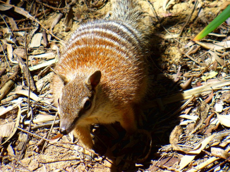 Сумчатый муравьед или намбат