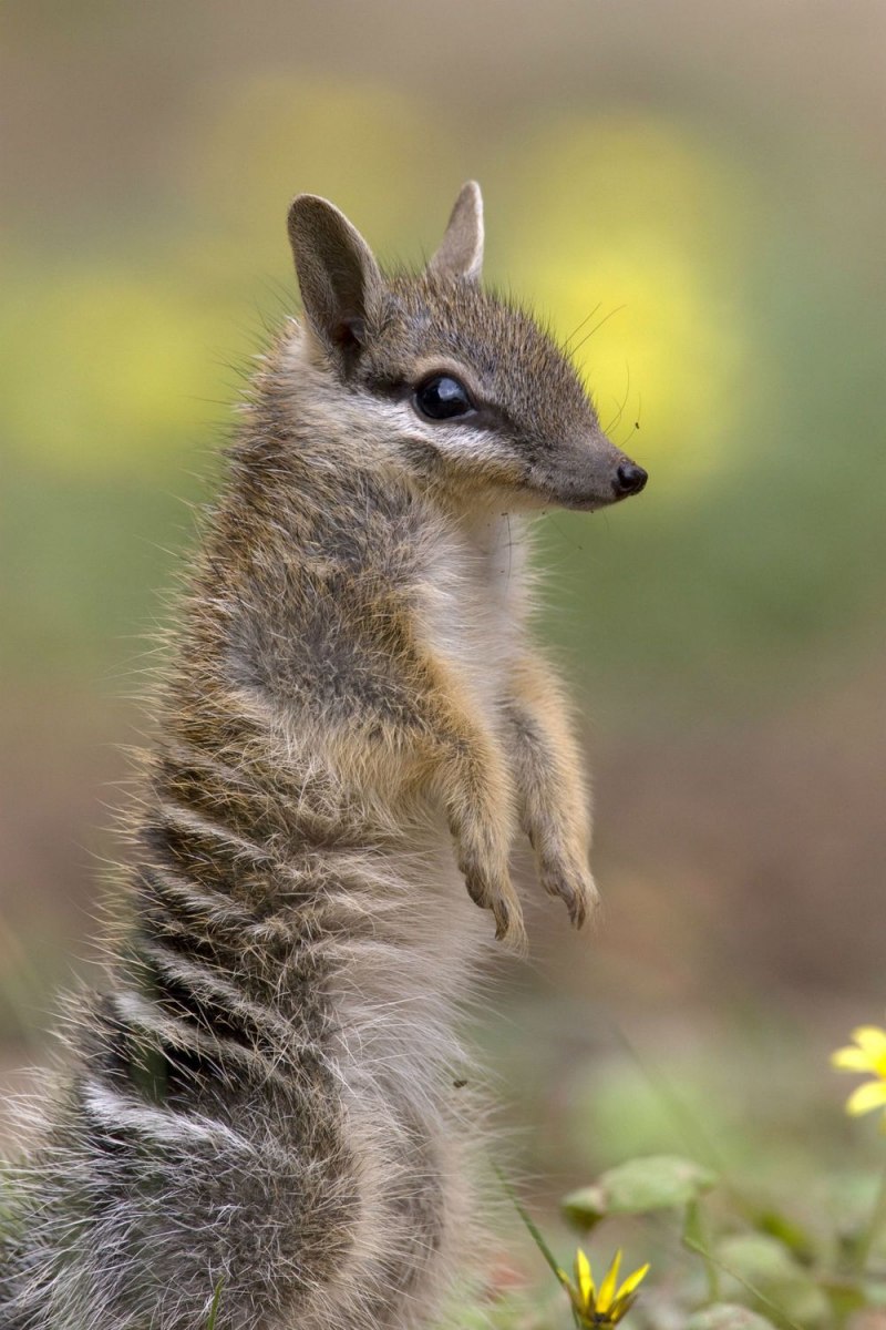 Сумчатый муравьед Австралии
