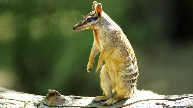 Муравьед Австралии