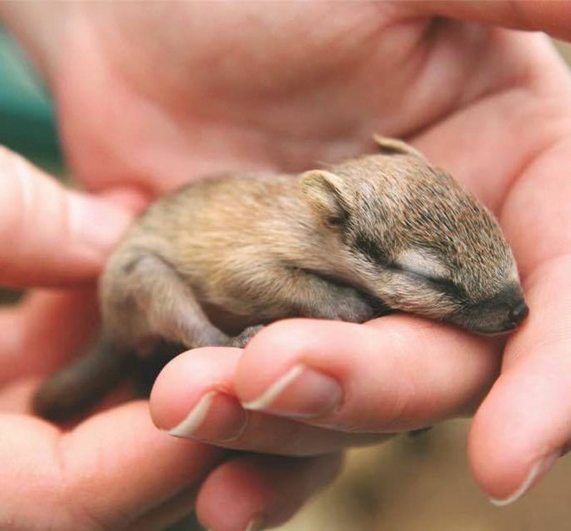 Намбат ареал обитания