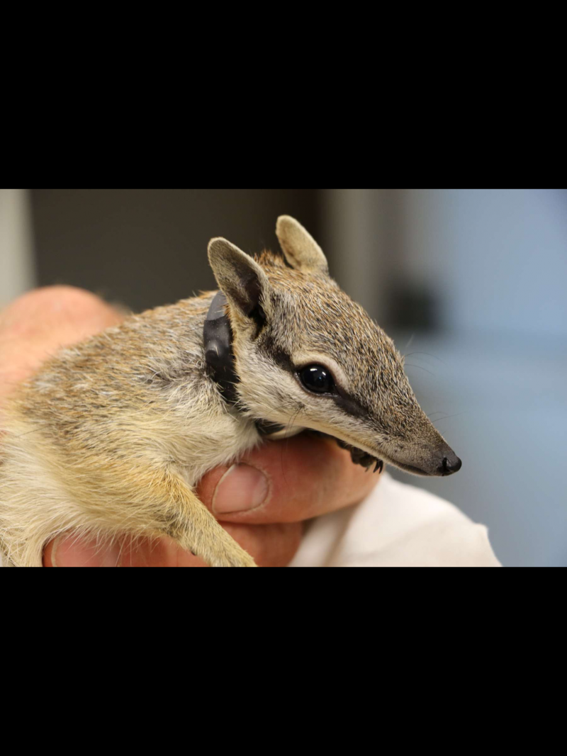 Рыжий намбат