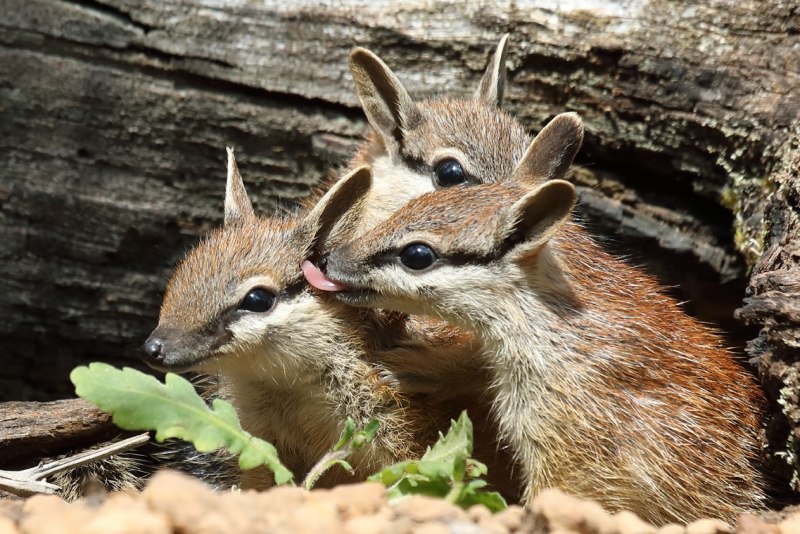 Намбат спящий