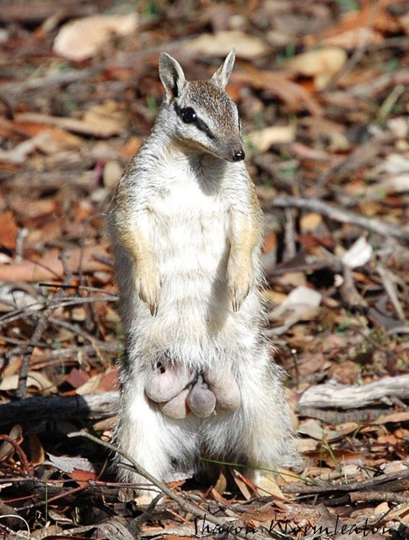 Намбат на белом фоне