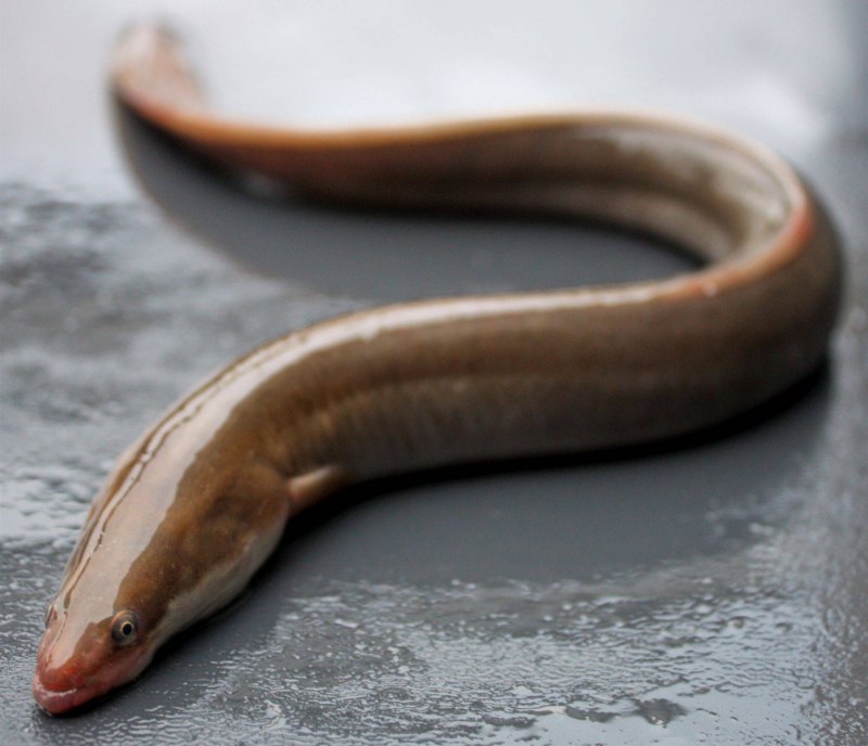 Речной угорь (Anguilla Anguilla)