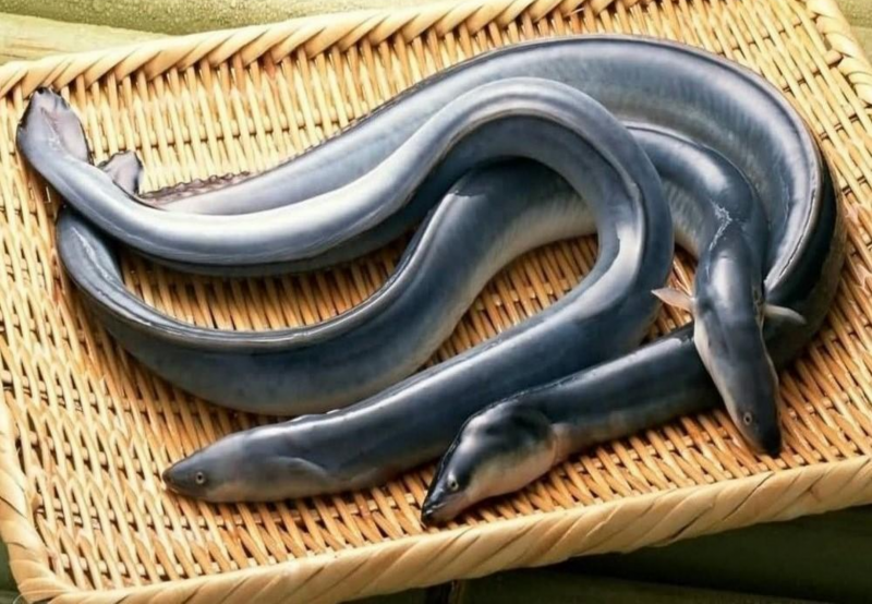 Унаги Речной угорь