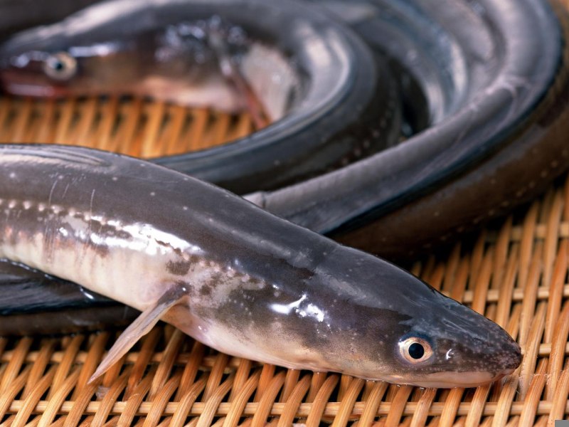 Новозеландский длинноплавниковый Речной угорь