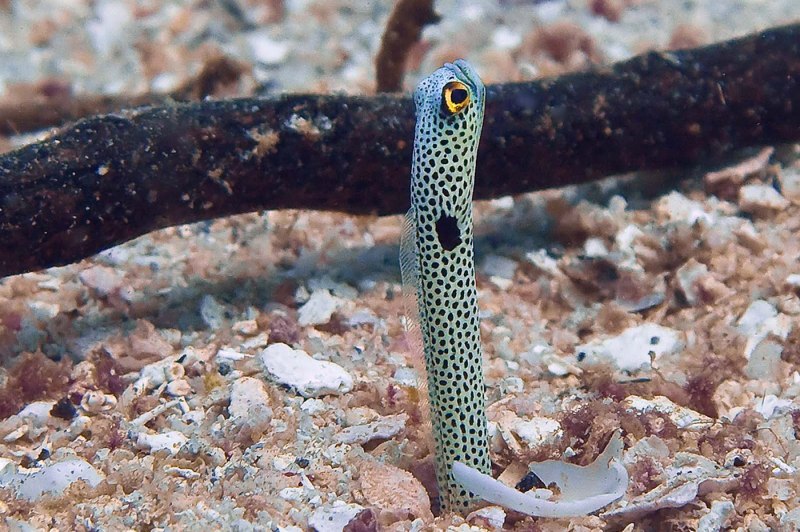 Угри Гетероконгеры