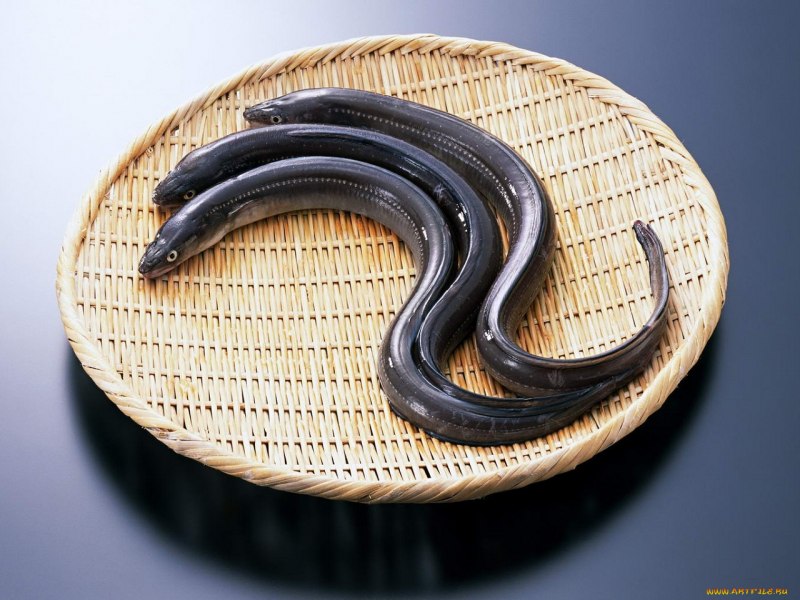 Японский Речной угорь