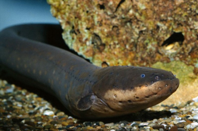 Длинноплавниковый Речной угорь