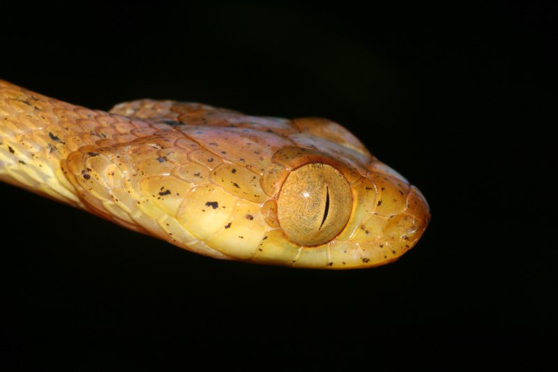 Упоротая змея