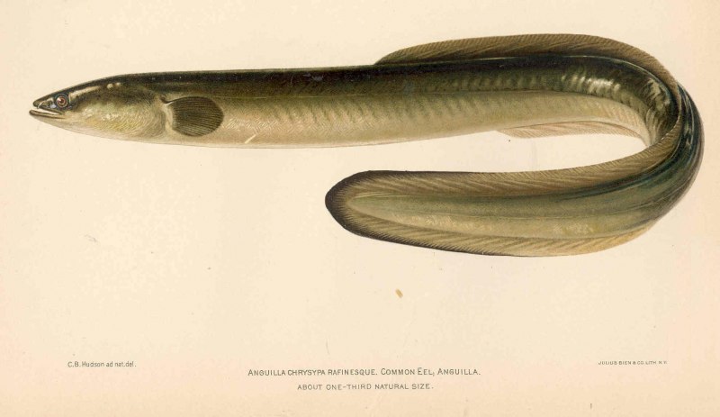 Anguilla rostrata (Lesueur, 1817) американский угорь