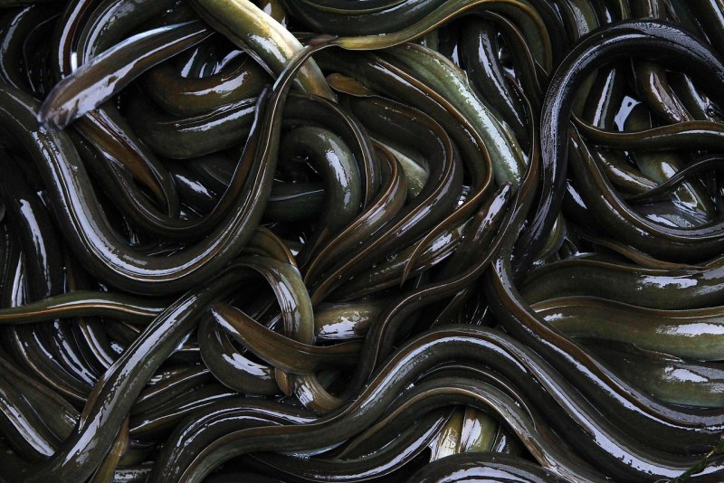 Eel угорь