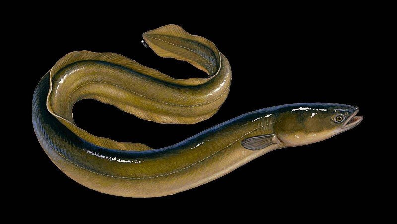 Белопятнистый морской угорь