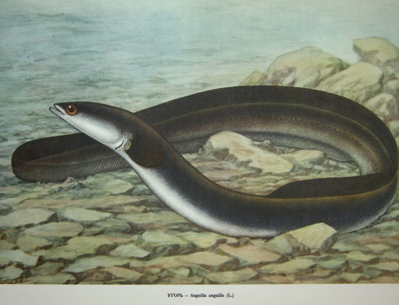 Европейский Речной угорь