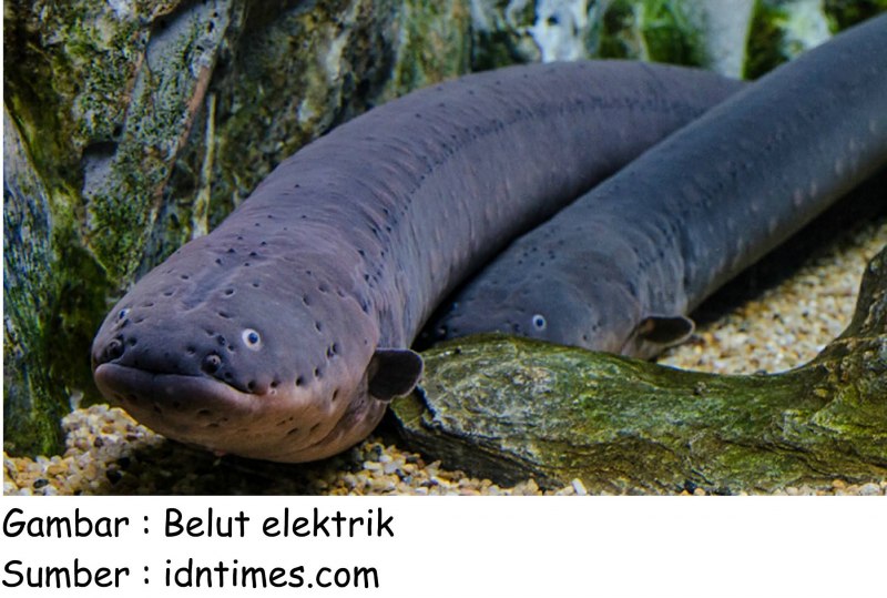 Угорь Дальневосточный