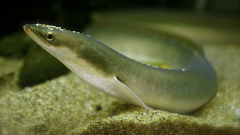 Речной угорь (Anguilla Anguilla)