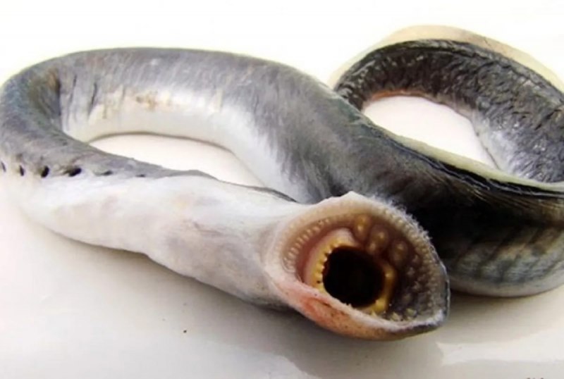 Минога рыба