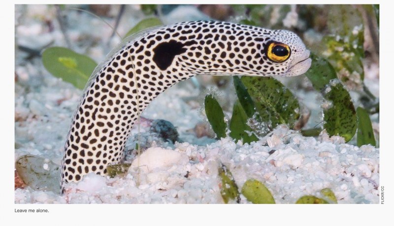 Пятнистый морской угорь