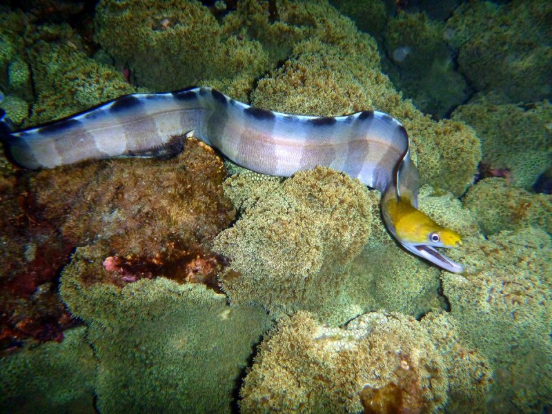 Мурены и морские угри