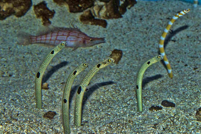 Морские змеи в Красном море