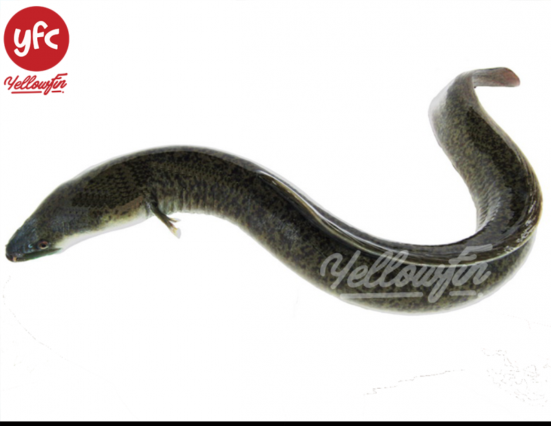 Электрический угорь