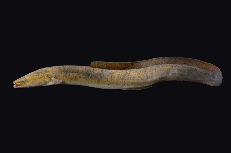 Угорь Речной (Anguilla Anguilla (Linnaeus, 1758))