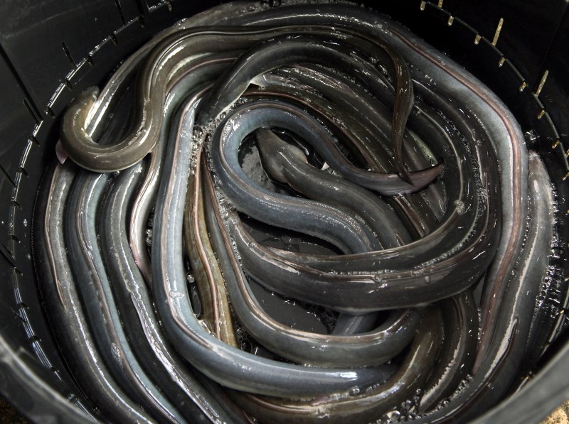 Икринка угря