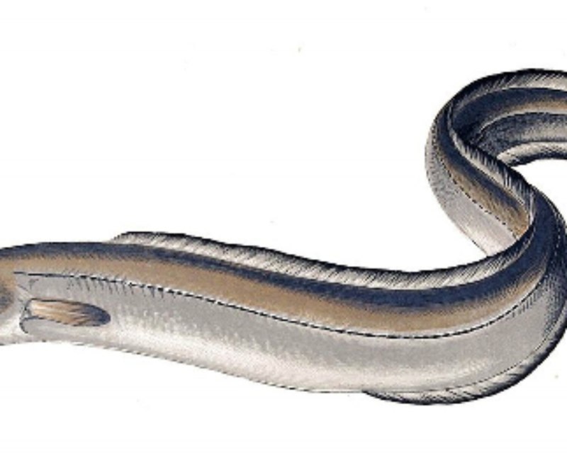 Eel угорь