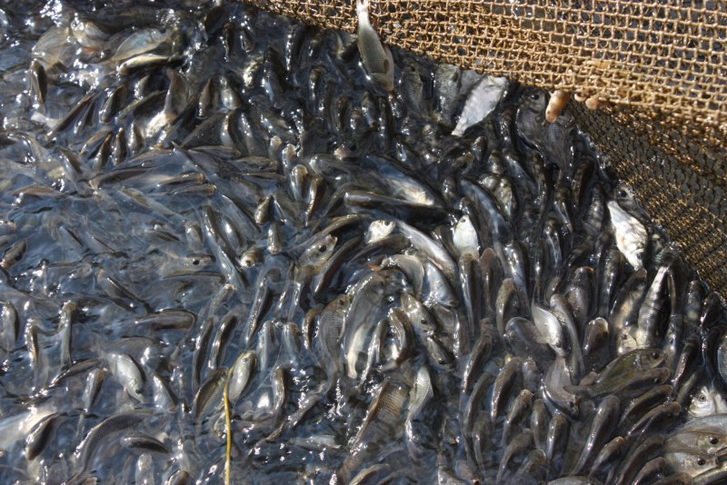 Ангелы апокалипсиса