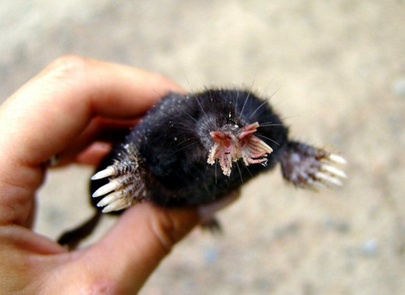 Крот звездонос