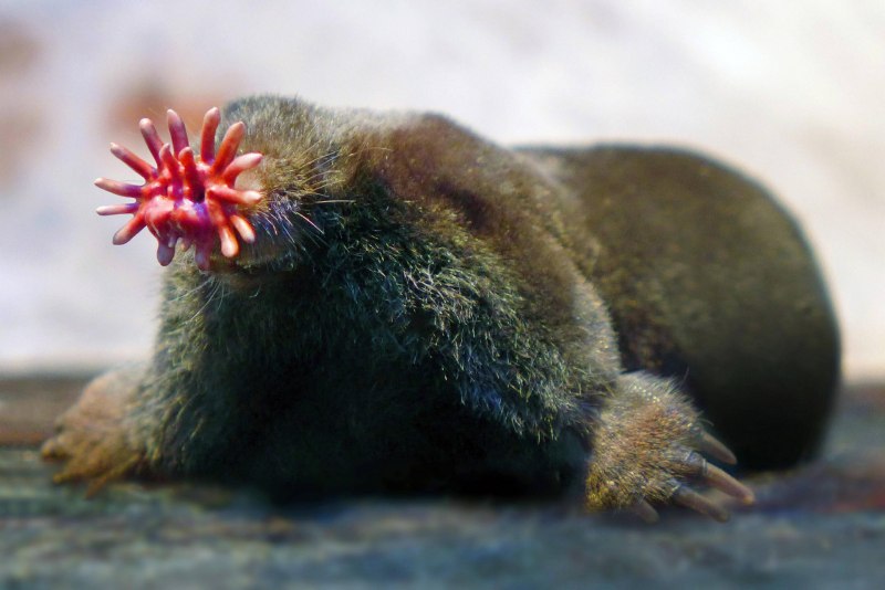 Крот звездонос