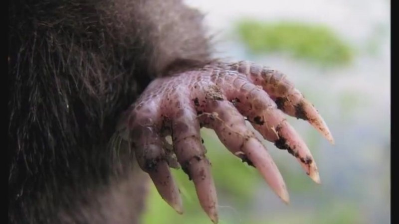 Крот звездорыл