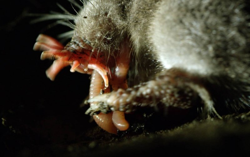 Крот звездонос