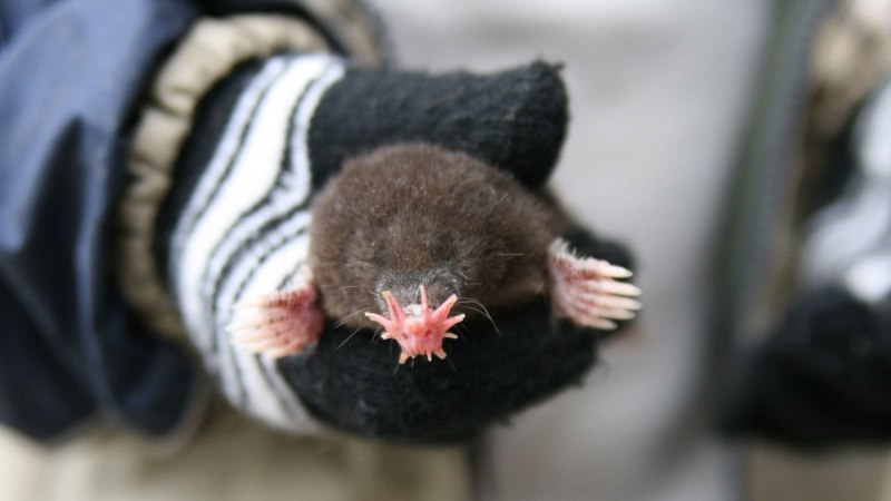 Крот-звездонос (звездорыл)