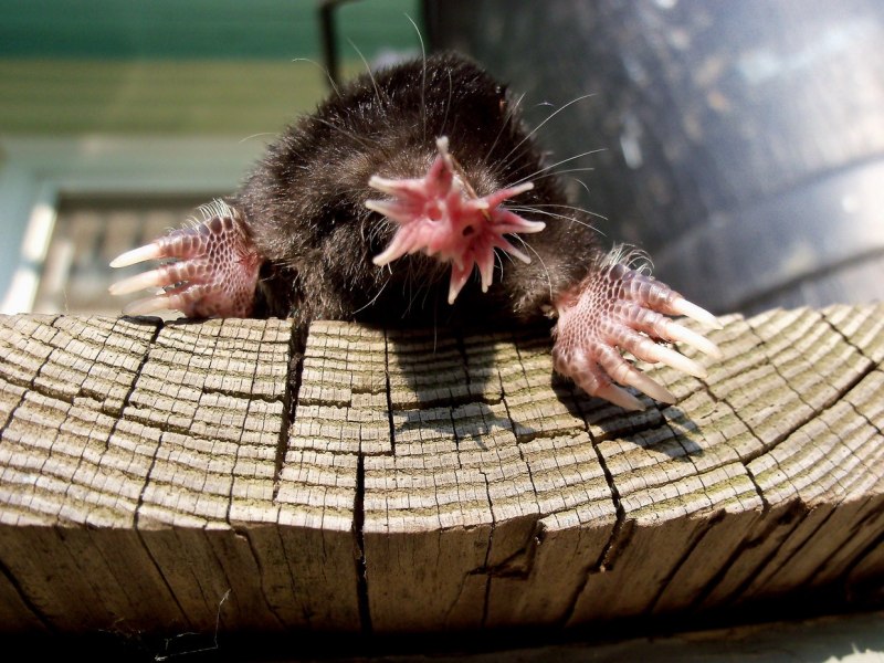 Звездонос звездорыл