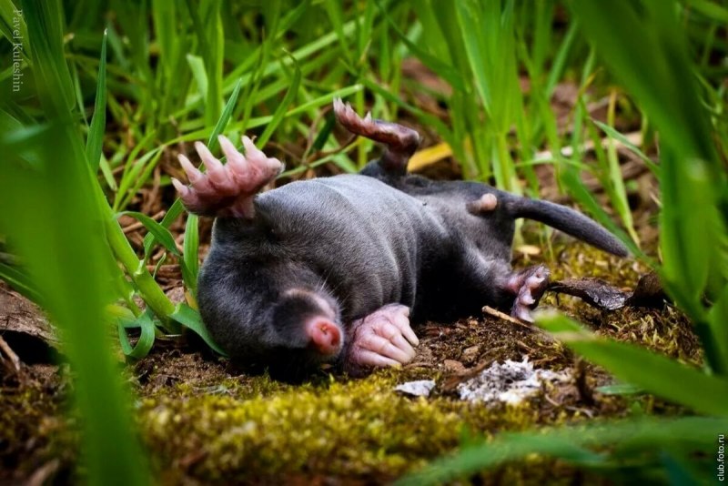 Зверек звездонос