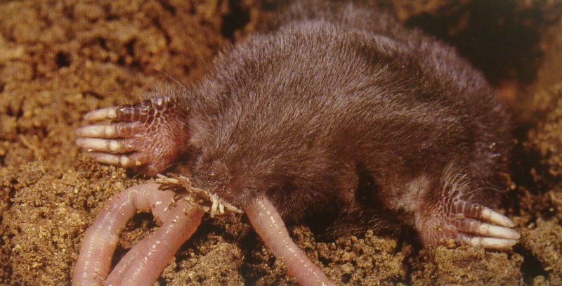 Норка крота и слепыша