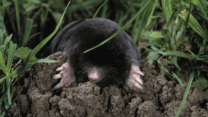 Крот в руках