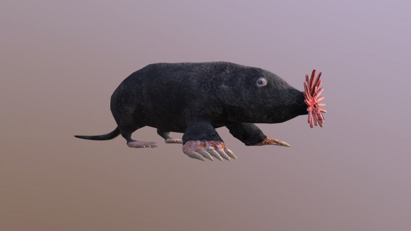 Звездорыл, или звездонос