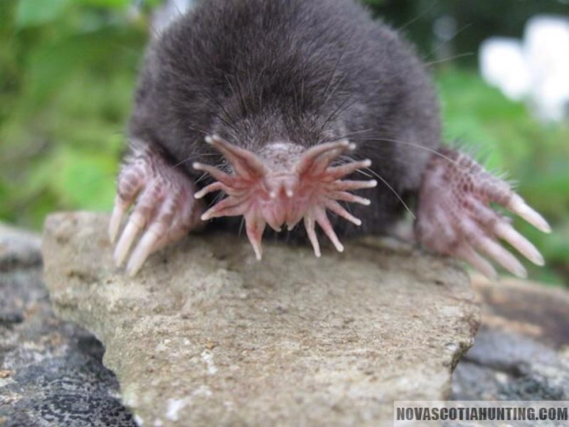 Крот звездонос